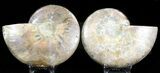 Polished Ammonite Pair - Crystal Pockets #32474-1